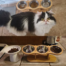 Cat Food Bowls 15° Tilted Pet Bowls for Cats Puppy Small Dogs Raised Adjustable Cat Bowl  Feeder  with 3 Stainless Steel Bowls
